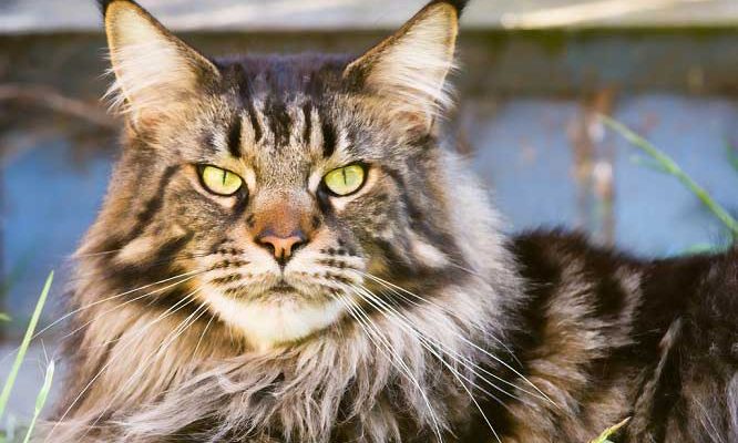 Chinchilla Cats For Sale Cape Town Chinchilla Cats For Sale Cape Town