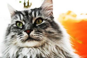 Congiuntivite-del-gatto