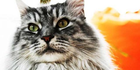 Malattie Dei Gatti Maine Coon I Sintomi E Le Cure Possibili
