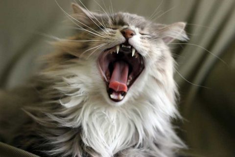 Igiene-orale-del-gatto-alitosi-maine-coon