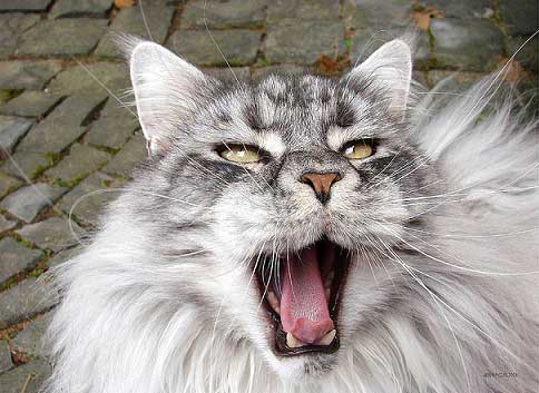 Igiene-orale-e-alitosi-Maine-Coon