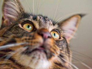 Maine Coon maschio
