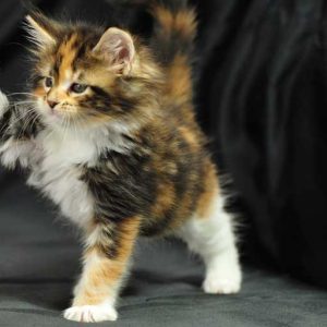 Maine-coon-carattere_pet-therapy