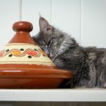 Come educare un gatto