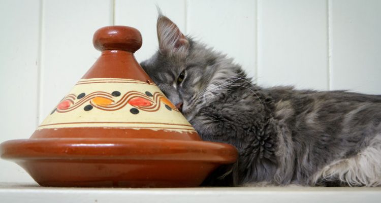 Come educare un gatto