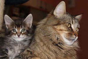 Come scegliere l'allevamento Maine Coon