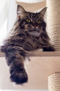 Cura del gatto Maine Coon