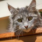 Educare un gatto