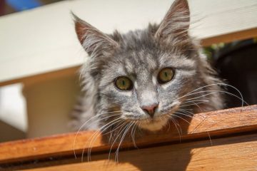 Educare un gatto