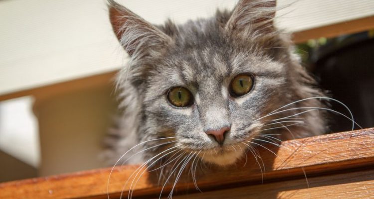 Educare un gatto