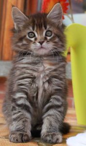 Educare un gatto cucciolo