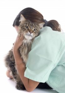 Educare un gatto e sterilizzazione