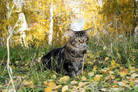 Gatti-Maine-Coon-e-la-storia