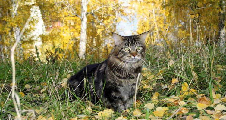 Gatti-Maine-Coon-e-la-storia