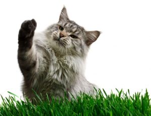 Gatti Maine Coon origine