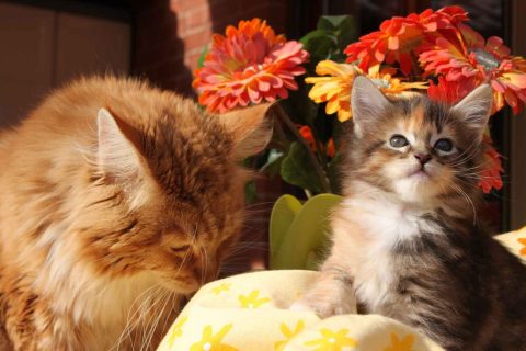 Gatto Maine Coon