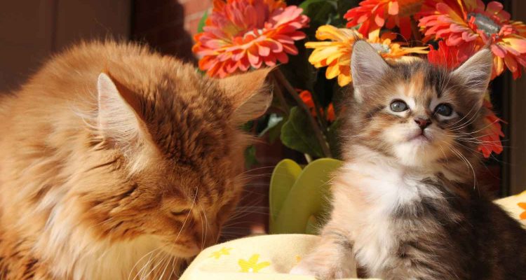 Gatto Maine Coon