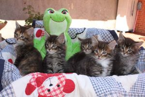 Gatto Maine Coon cuccioli