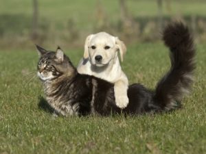 Gatto Maine Coon