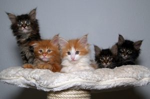 convivenza tra gatti in casa