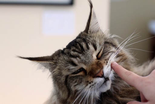 Maine Coon fedele e affettuoso