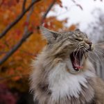 Maine Coon carattere
