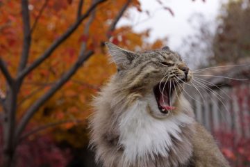 Maine Coon carattere