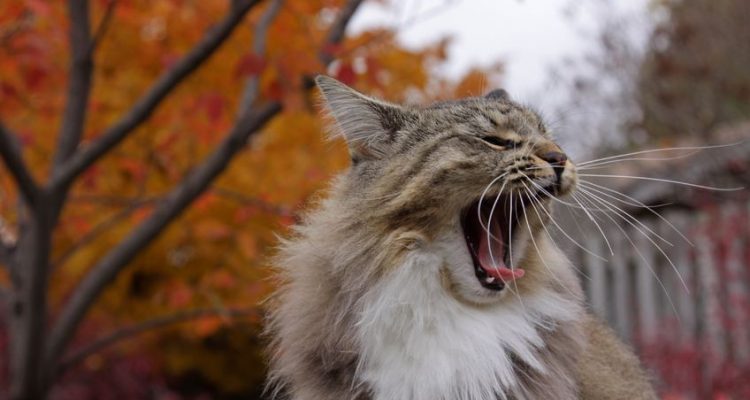 Maine Coon carattere