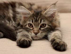 Maine Coon carattere affettuoso