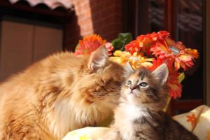 Maine Coon carattere dolce