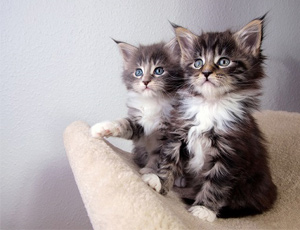 Maine-Coon-cuccioli-maschio-femmina