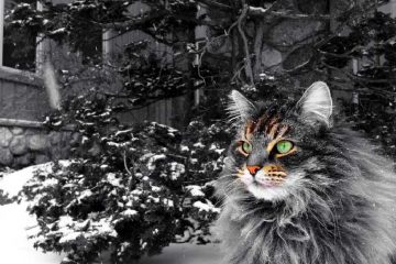 Prendersi cura del gatto Maine Coon
