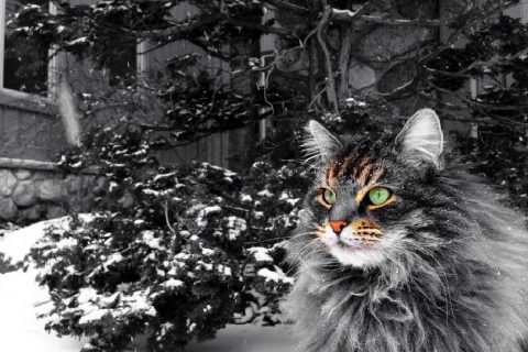 Prendersi cura del gatto Maine Coon