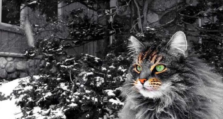 Grasso nero micio Tumblr