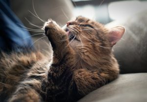 Vivere con un gatto