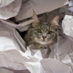 Vivere con un gatto Maine Coon