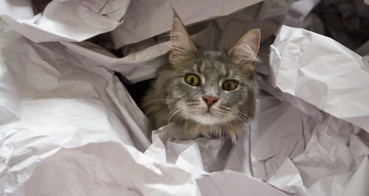Vivere con un gatto Maine Coon