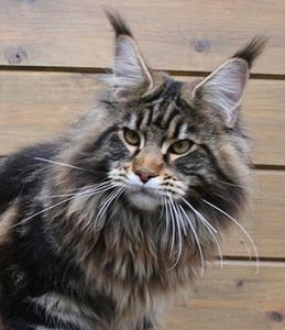 Ciuffi di pelo del Maine Coon