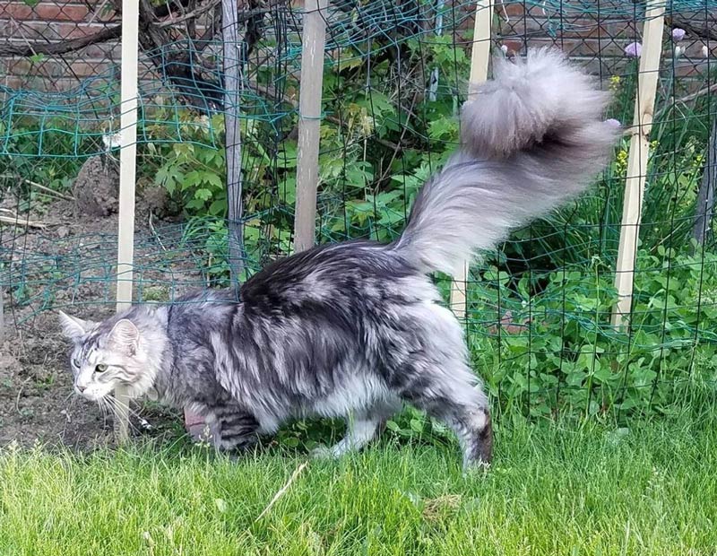 coda-pennacchio-maine-coon