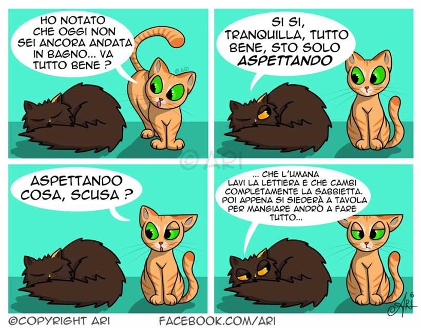 gatti e lettiera