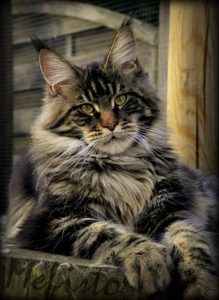 Mantello del Maine Coon