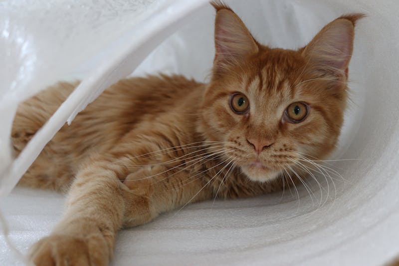 Adottare un gatto in modo consapevole