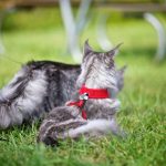 Come addestrare un gatto al guinzaglio