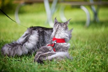 Come addestrare un gatto al guinzaglio