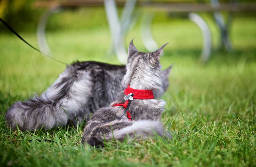 Come addestrare un gatto al guinzaglio