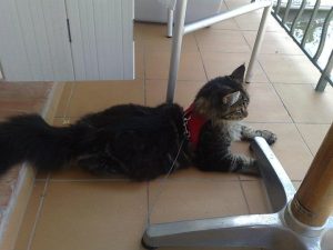 Gatto al guinzaglio Maine Coon