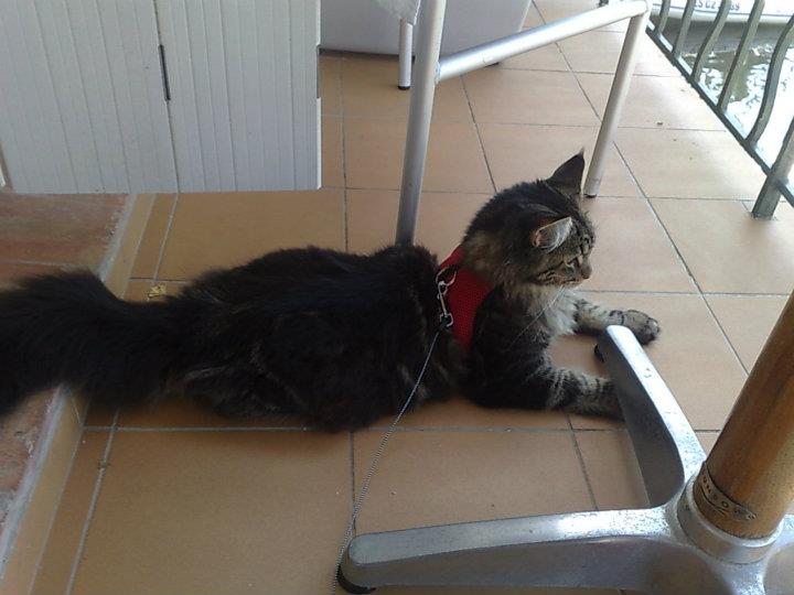 Come addestrare un gatto al guinzaglio e pettorina
