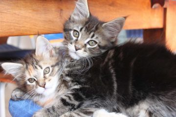 Maine coon prezzo