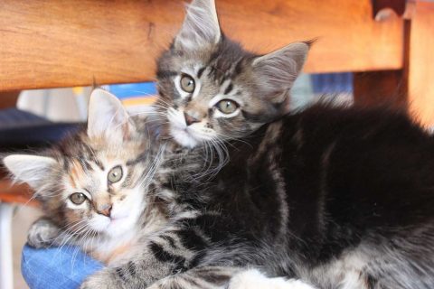 Maine coon prezzo