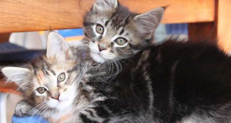 Maine coon prezzo